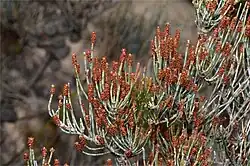 Male spikes