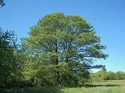 Image 34Alnus glutinosa (from List of trees of Great Britain and Ireland)