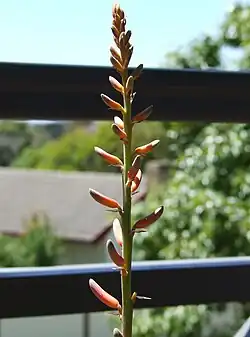 Flower buds
