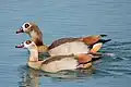 A breeding pair (male behind) in Germany