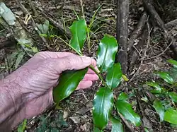 Leaves