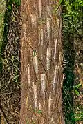 Trunk
