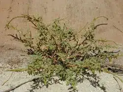 Spiny amaranth (A.&nbsp;spinosus)