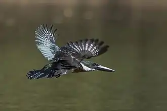 male