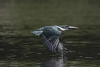 male