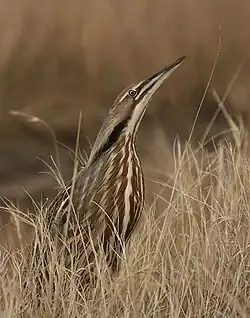 A brown heron with brown, back, and beige coloured streaks stands in similarly coloured dead grasses, its head pointed upwards