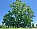 American elm in Greenwich, Connecticut (May 2019)
