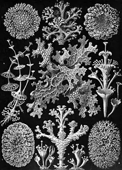 Illustration of various lichen species with diverse shapes, from circular patterns to branched and leaf-like structures, all detailed in black and white.