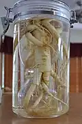 American ginseng in human figure.
