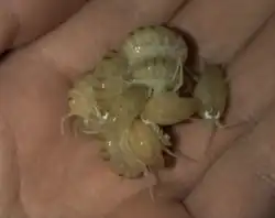 A clump of landhoppers in the palm of a hand