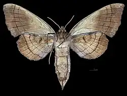 Female underside