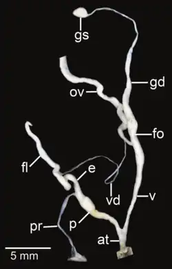 Amphidromus fuscolabris; at&nbsp;– atrium; e&nbsp;– epiphallus; fl&nbsp;– flagellum; fo&nbsp;– free oviduct; gd&nbsp;– gametolytic duct; gs&nbsp;– gametolytic sac; ov&nbsp;– oviduct; p&nbsp;– penis; pr&nbsp;– penial retractor muscle; v&nbsp;– vagina; vd&nbsp;– vas deferens
