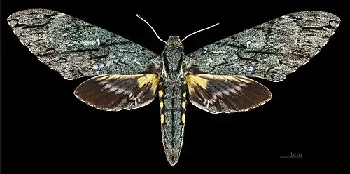 Female, upperside