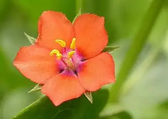 Flower of scarlet pimpernel (Lysimachia arvensis, syn. Anagallis arvensis)