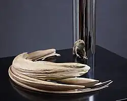 Anamorphic frog sculpture by Jonty Hurwitz