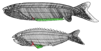 Pharyngolepis sp. & Rhyncholepis sp.