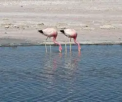 Andean flamingos