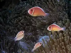 Five clownfish of varying size on an anemone