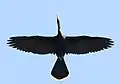 Male in flight at Crystal River, Florida, US