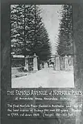 Norfolk Island Pines on the carriageway to Parramatta Road at Annandale Farm
