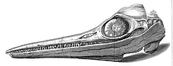 drawing of side view of a long thin skull with needle like teeth and a large eye socket