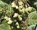 Another photo of Bunch of unripe Vengurla-7 variety cashews