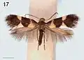 Antispila species on Rhoicissus, male, South Africa