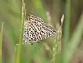 Ventral view (male)