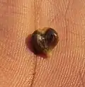 heart-shaped seed