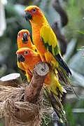 Sun parakeet