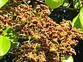 S. apetala flower cluster