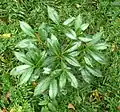 Ardisia crenata without fruit