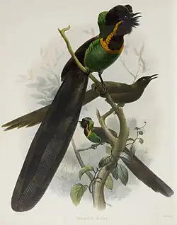 Arfak Astrapia--The sister species of the Splendid astrapia