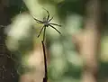 Male, "shuddering" on the leg of female[5]