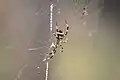 Argiope pulchella spinning silk on a captured ant