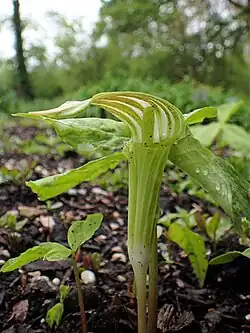 At the University of Warsaw Botanical Garden