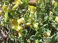 Aristolochia pistolochia