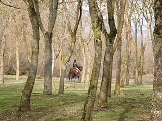 Horse rider in Armentia park