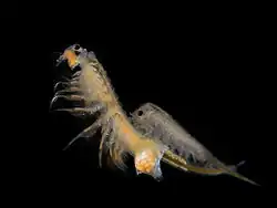Image 4Artemia salina (Anostraca: Artemiidae) (from Branchiopoda)
