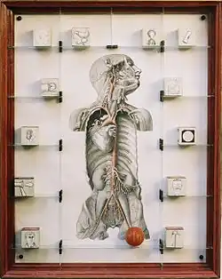 Arteriae Pelvis, Abdomimis, et Pectoris, 1883. 70 x 55.5 x 8&nbsp;cm. MuseumZeitraum Leipzig.