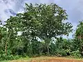 Mature tree, Anderson Air Force Base, Guam