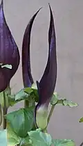 A. purpureospathum