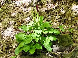 A. rupicola