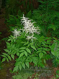 Goat's beard (Aruncus dioicus)