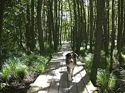Lake Aspen, nature path