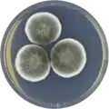 Aspergillus gorakhpurensis growing on CYA plate