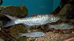 Asp on exhibition Subaqueous Vltava in Prague