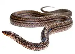 Species specimen