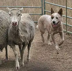 A cattle dog herding sheep in a pen