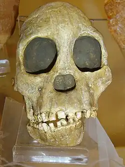 Image 13Fossil of the Taung child discovered in South Africa in 1924 (from History of paleontology)